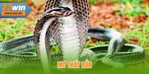 Mơ Thấy Rắn